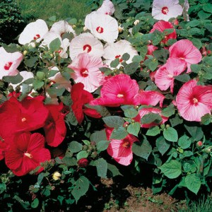 Hibiskus bylinowy (Hibiscus) Southern Belle zdjęcie 2