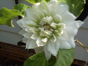 Powojnik (Clematis) Duchness of Edinburg c2 zdjęcie 3