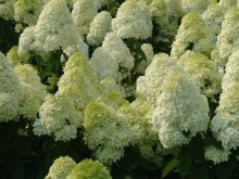 Hortensja bukietowa (Hydrangea paniculata) Limelight c2 zdjęcie 3