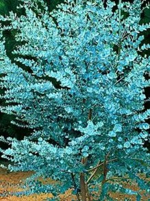 Eukaliptus niebieski (Eukaliptus gunnii) sadzonka zdjęcie 2