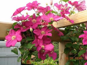 Powojnik (clematis) Ernest Markham c2 zdjęcie 2