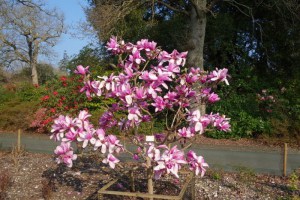 Magnolia Apollo c3 zdjęcie 3