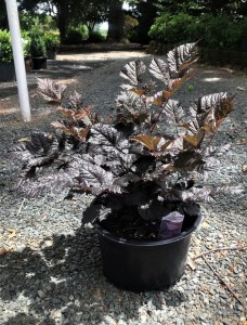 Tawułka pojedynczolistna (Astilbe simplicifolia) Chocolate Shogun c1 zdjęcie 3