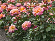 Róża herbaciana wielokwiatowa Gorgeous różowa c4 zdjęcie 1