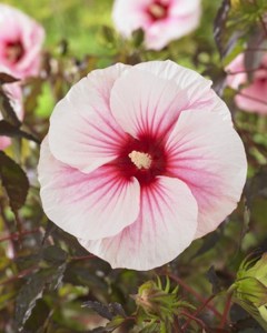 Hibiskus bylinowy (Hibiscus moscheutos) Carousel Pink Candy zdjęcie 3