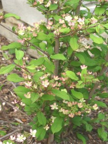 Kalina japońska (Viburnum plicatum) Molly Schroeder c5 zdjęcie 3
