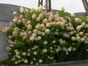 Hortensja bukietowa (Hydrangea paniculata) Grandiflora c3 zdjęcie 3