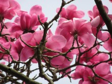 Magnolia Sweet Merlot c3 zdjęcie 3