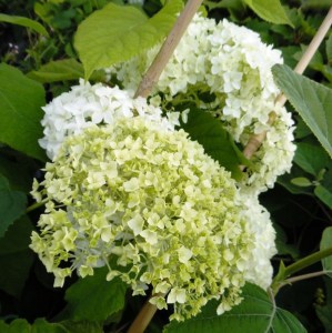Hortensja drzewiasta (Hydrangea arbor.) Bounty c5 zdjęcie 3