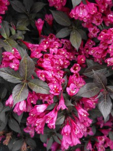 Krzewuszka (Weigela) Minor Black c2 zdjęcie 3