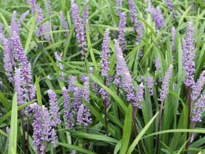 Liriope szafirkowe (Liriope muskari) Ingversen 3