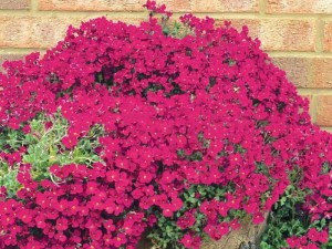 Żagwin (Aubrieta) Axcent Burgundy zdjęcie 2