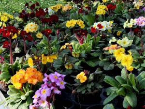 Pierwiosnek lekarski (Primula Veris) Goldnugget zdjęcie 2