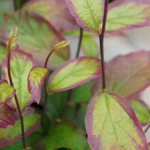 Parocja perska (Parrotia persica) Persian Spire zdjęcie 4