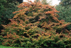Parocja perska (Parrotia persica) sadzonka zdjęcie 3