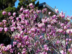 Magnolia George Henry Kern c4 zdjęcie 3