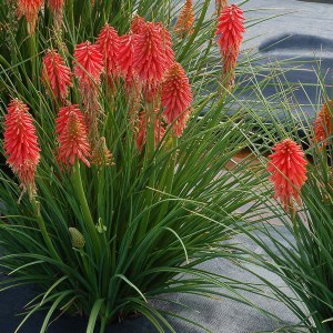 Trytoma (Kniphofia) Poco Red zdjęcie 3