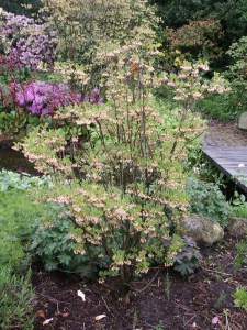 Enkiant dzwonkowaty (Enkianthus) c2 zdjęcie 3