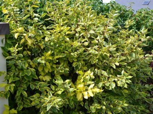 Dereń biały (Cornus alba) Gouchaultii zdjęcie 2