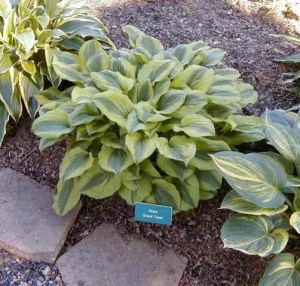 Funkia (Hosta) Grand Tiara zdjęcie 3