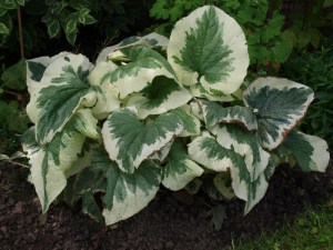 Brunera wielkolistna (Brunnera macrophylla) Variegata zdjęcie 3