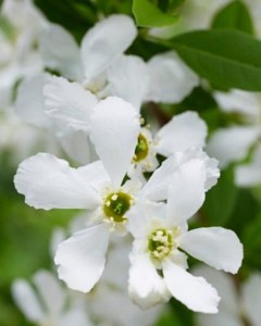 Obiela_miesza__c_4d349490eaf6e.jpg