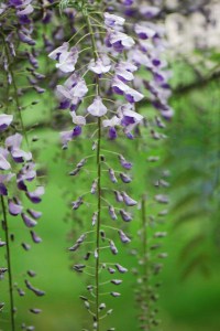 Glicynia, Wisteria formosa Issai (synonim Domino) zdjęcie 2