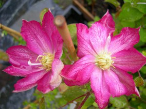 Powojnik (Clematis) Asao c2 zdjęcie 4