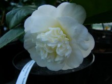 Kamelia japońska (Camellia japonica) Nobilissima zdjęcie 3