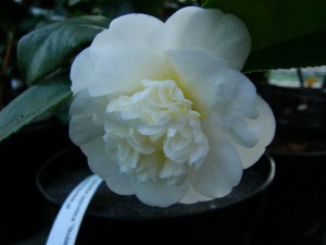 Kamelia japońska (Camellia japonica) Nobilissima zdjęcie 3