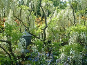 Glicynia Longissima Alba, wisteria Shiro-noda zdjęcie 2