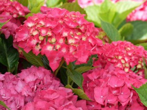 Hortensja ogrodowa (Hydrangea macrophylla) Masja zdjęcie 1