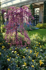 Judaszowiec kanadyjski (Cercis canadensis) Traveller c4 zdjęcie 3
