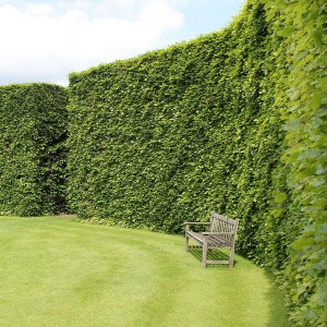 Buk pospolity (Fagus sylvatica) na żywopłot zdjęcie 3