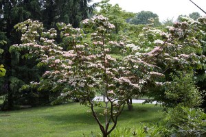Dereń kousa (Cornus kousa) Satomi c2 zdjęcie 4