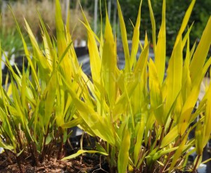 Trawa bambusowa (Hakonechloa) Sunflare zdjęcie 3
