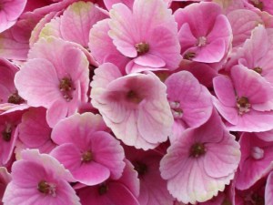 Hortensja ogrodowa (Hydrangea macrophylla) Coral sadzonka 2