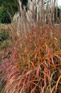 Miskant chiński (Miscanthus sinensis) Purpurascens zdjęcie 7