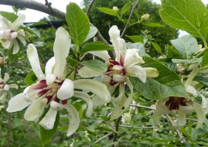 Kielichowiec (Calycanthus) Venus c3 zdjęcie 1