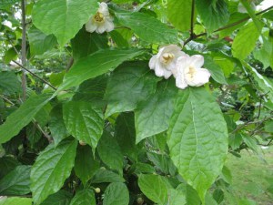 Kielichowiec chiński (Sinocalycanthus chinensis) zdjęcie 3