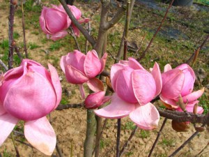 Magnolia Brixton Belle c4 zdjęcie 3