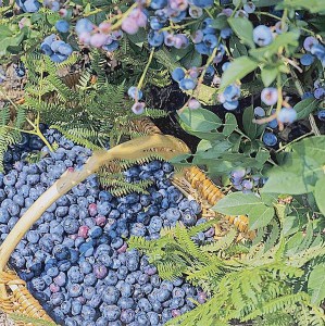 Borówka amerykańska Bluecrop zdjęcie 2