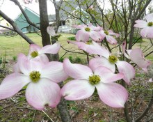 Dereń kwiecisty (Cornus florida) forma czerwona c5 zdjęcie 3