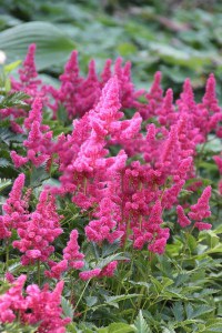 Tawułka japońska (Astilbe japonica) Bonn c2 zdjęcie 2