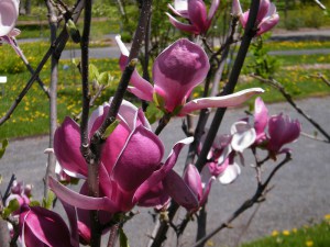 Magnolia Till March Frost c4 zdjęcie 3