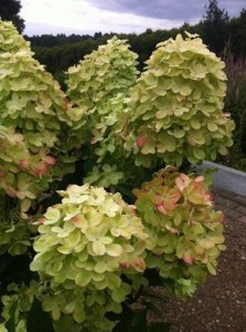 Hydrangea paniculata (Hydrangea paniculata) Graffiti c3 zdjęcie 3