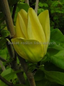 Magnolia brooklińska (Magnolia brooklynensis) Yellow Bird c12 zdjęcie 3