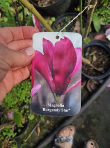 Magnolia Burgundy Star c5 zdjęcie 5