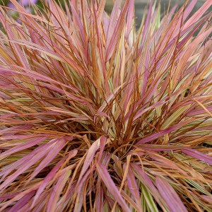 Trawa bambusowa (Hakonechloa) Beni Kaze zdjęcie 3