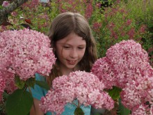 Hortensja drzewiasta Pink Anabelle Invincibelle c1,5 zdjęcie 2